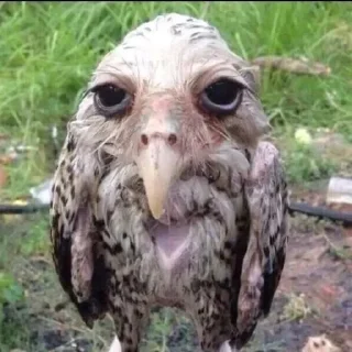 Telegram sticker 😶 Больше стиков тут: @stikery4