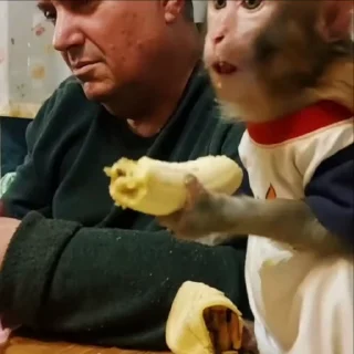 Video sticker 🍌 катюша от @n23fx :: @fStikBot