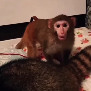 Video sticker 😱 катюша от @n23fx :: @fStikBot