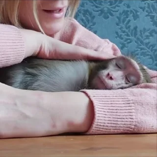 Video sticker 😴 катюша от @n23fx :: @fStikBot