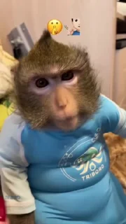 Video sticker 🤭 monka 1 @imasurov
