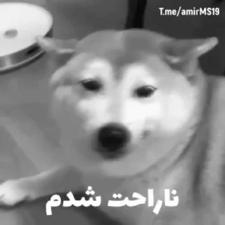 Video sticker 🥲 ❮̶͟͞҈҉͓͓҃҄ͯͯͯ͜͡͝͞🔞❯̶̵̽̽͟͞ ̶̸̷̽❰ @mr_351‌ ❱ ̶͟͞❮̶̲̅͟͞҉҈̸̷͓͓֠̽̽💧̶̲