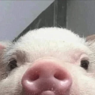 Telegram sticker 🐷 MemeXPro Vol.3 : Republic of Meme