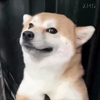 Video sticker 🌟 短信电话轰炸｜表情包 @xiatianddeye