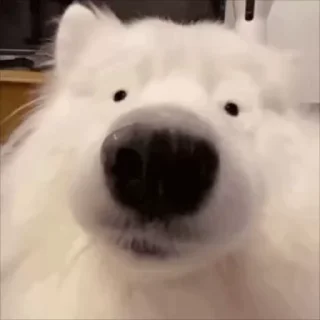 Video sticker 🌟 短信电话轰炸｜表情包 @xiatianddeye