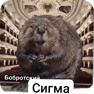 Video sticker 🖼 А я не понял что мы тут делаем