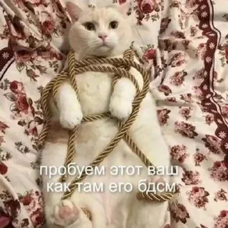 Telegram sticker ⛓ Больше стиков тут: @stikery4