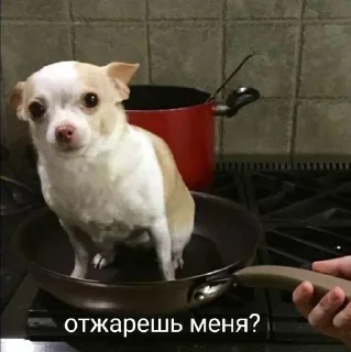Video sticker 🔥 Больше стиков тут: @stikery4