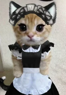 Video sticker 👯 Больше стиков тут: @stikery4