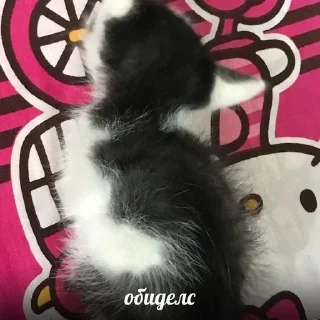 Телеграм стикер 😈 Больше стиков тут: @stikery4