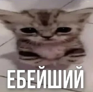 Sticker 😈 Больше стиков тут: @stikery4