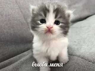 Video sticker 😈 Больше стиков тут: @stikery4