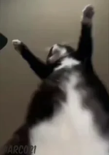 Video sticker 🐈 @Little_BDSM