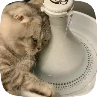 Video sticker 😔 заПАШОЧКИ :: @fStikBot