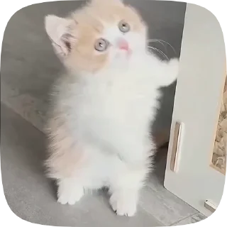 Video sticker ☺ заПАШОЧКИ :: @fStikBot