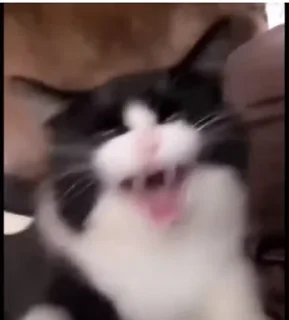 Telegram sticker 🌟 @stikery1 | Понос 5 степени