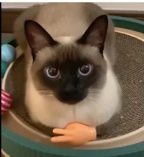 Video sticker 🌟 @stikery1 | Понос 5 степени