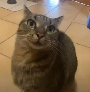 Video sticker 🌟 @stikery1 | Понос 5 степени