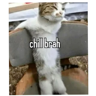 Telegram sticker 🐱 Kritikaaa