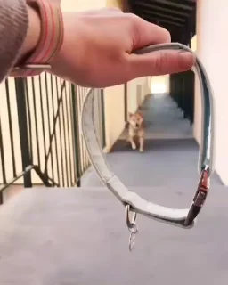 Video sticker 🐶 @pari_X_w_X_y