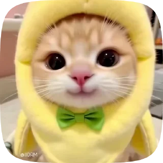 Video sticker 🥹 🐾 𝐩𝐚𝐜𝐤 ᴰᴿᴹ @IIDRM