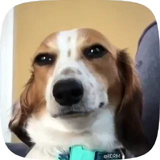 Video sticker 😏 🐾 𝐩𝐚𝐜𝐤 ᴰᴿᴹ @IIDRM