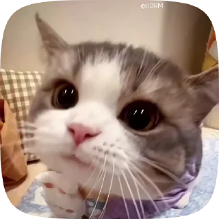 Video sticker 😻 🐾 𝐩𝐚𝐜𝐤 ᴰᴿᴹ @IIDRM