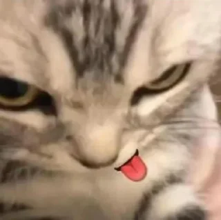 Telegram sticker 🎀 suka suka cipey 😏