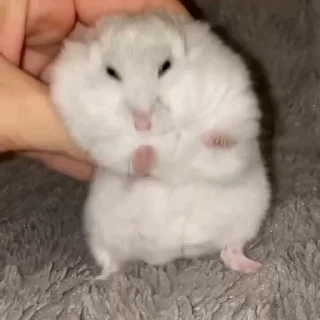 Video sticker 🐭 총판유저연합 : @youyeanopen