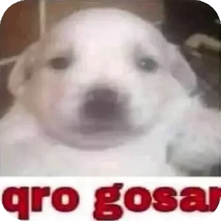 Video sticker 👍 marco tesudo