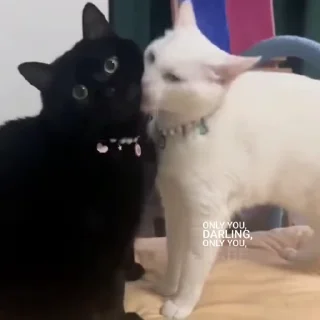 Video sticker 🎈 @unssociall by @towebmbot