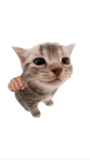 Video sticker 🎈 @unssociall by @towebmbot