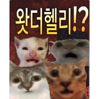 Video sticker 🐱 야르한 동물들