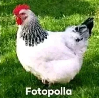 Telegram sticker 🤔 Perro polla Steal Pack