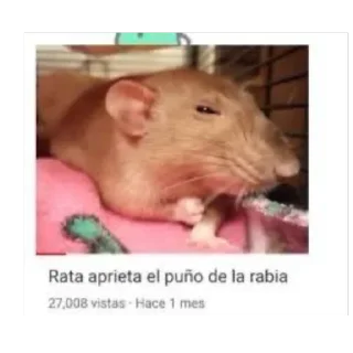 Video sticker 🫥 Perro polla Steal Pack