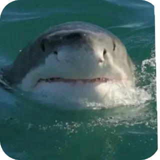 Telegram sticker 😒 ‌ ‌ ‌ ‌  🦈 ‌  ‌‌ @Mid_DaILY  ‌  ‌ ‌٭