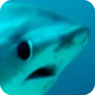 Telegram sticker 🙁 ‌ ‌ ‌ ‌  🦈 ‌  ‌‌ @Mid_DaILY  ‌  ‌ ‌٭