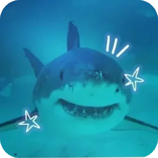 Telegram sticker 🤪 ‌ ‌ ‌ ‌  🦈 ‌  ‌‌ @Mid_DaILY  ‌  ‌ ‌٭