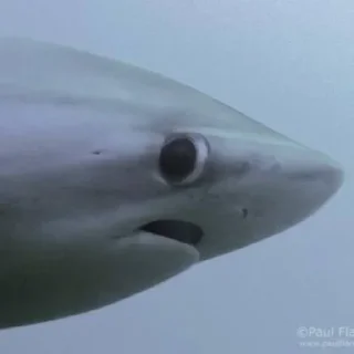 Video sticker 🦈 ‌ ‌ ‌ ‌  🦈 ‌  ‌‌ @Mid_DaILY  ‌  ‌ ‌٭
