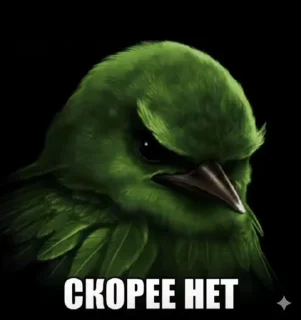 Video sticker 🥰 Сомнительные птицы @raaaffik