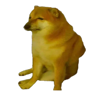 Video sticker 😒 Admin's Dog