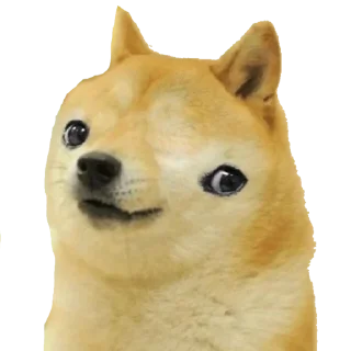 Video sticker 😳 Admin's Dog