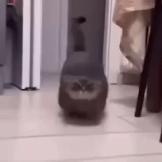 Video sticker 🪖 Больше стиков тут: @stikery4