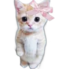 Video sticker 🐈 مريومات 🍓