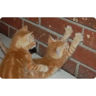 Video sticker 💅 Sdvg