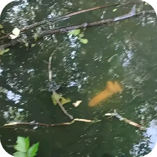 Video sticker 🐦 Ыарырачо