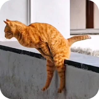 Telegram stiker 🐦 Ыарырачо