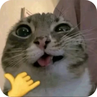Telegram sticker 🐱 Итк гона би а лооонг йир