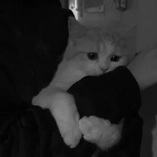 Video sticker 🤍 ســــڪـــولــد | 𝐒 𝐀