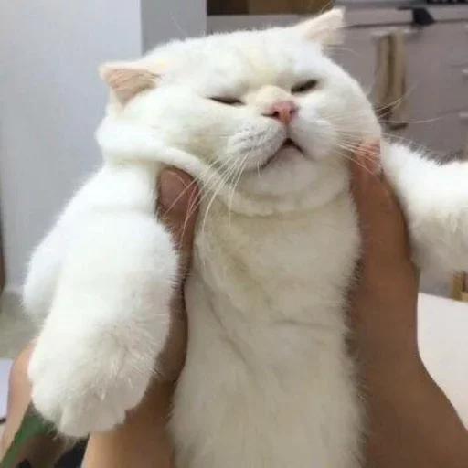 Телеграм стикер 🐈 @hushfactory lil pack ig :: @fStikBot